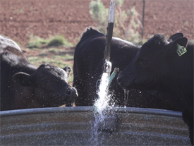 Black Angus Cattle Drinking