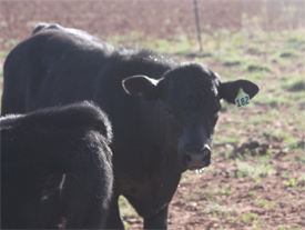 Black Angus Cattle
