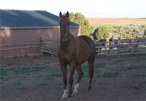 Horse Boarding and Horse Motel