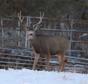 Hunting Leases