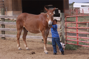 Joey welcoming a boarded mule