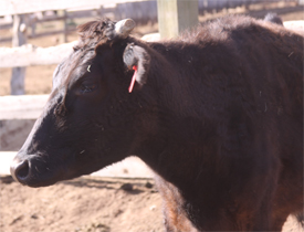 Wagyu cattle